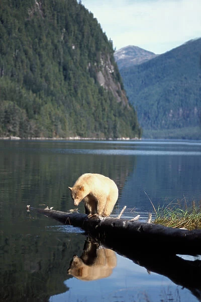 spirit bear, Kermode, black bear, Ursus americanus, sow on a log looking for fish