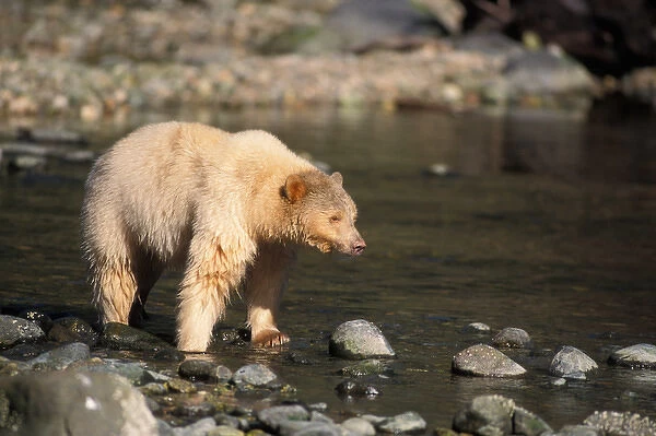 spirit bear, Kermode, black bear, Ursus americanus, sow in a stream, central British Columbia coast