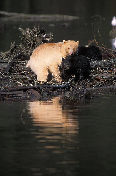 spirit bear, Kermode, black bear, Ursus americanus, sow with two black cubs in the
