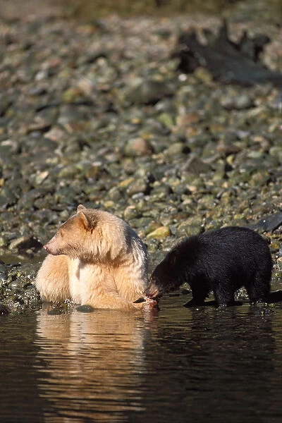 spirit bear, Kermode, black bear, Ursus americanus, sow with a black cub eating a salmon