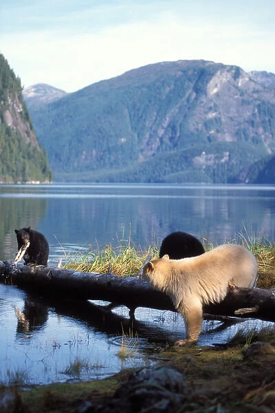spirit bear, kermode, black bear, Ursus americanus, sow with cubs catching salmon
