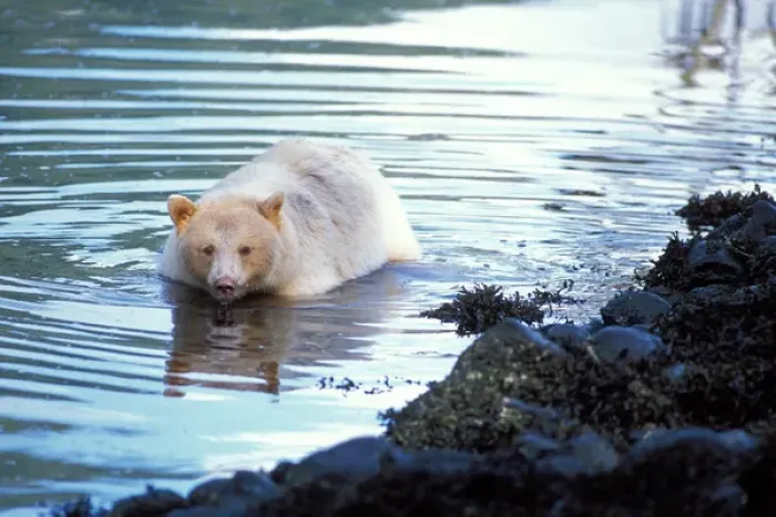 Framed Print : spirit bear, kermode, black bear, Ursus americanus, sow fishing for salmon, central Framed Print : spirit bear, kermode, black bear, Ursus americanus, sow fishing for salmon, central