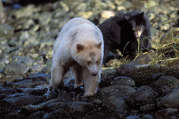spirit bear, kermode, black bear, Ursus americanus, sow with cubs fishing for salmon