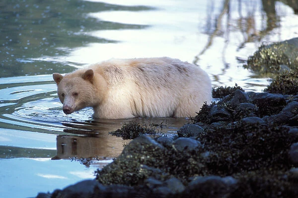 spirit bear, kermode, black bear, Ursus americanus, sow fishing for salmon, central