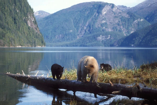 spirit bear, kermode, black bear, Ursus americanus, sow with cubs fishing and feeding on salmon
