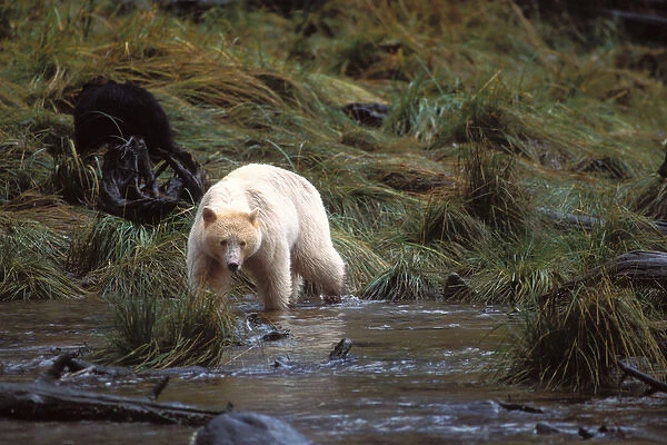 spirit bear, kermode, black bear, Ursus americanus, sow with cub looking for salmon