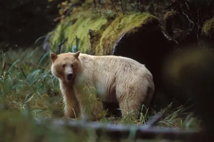 Framed Print : spirit bear, kermode, black bear, Ursus americanus, sow in the rainforest of