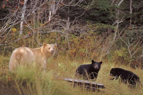 spirit bear, kermode, black bear, Ursus americanus, sow with cubs in the rainforest