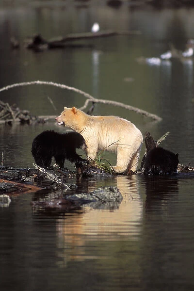 spirit bear, kermode, black bear, Ursus americanus, sow with cubs feeding on salmon