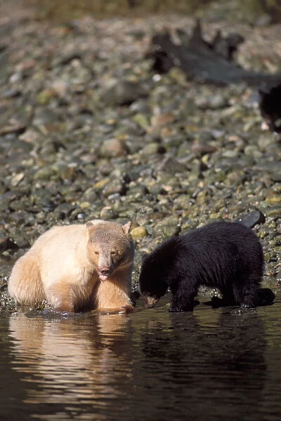 spirit bear, kermode, black bear, Ursus americanus, sow with cub fishing for salmon