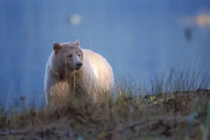 Framed Print : spirit bear, kermode, black bear, Ursus americanus, sow in the rainforest of