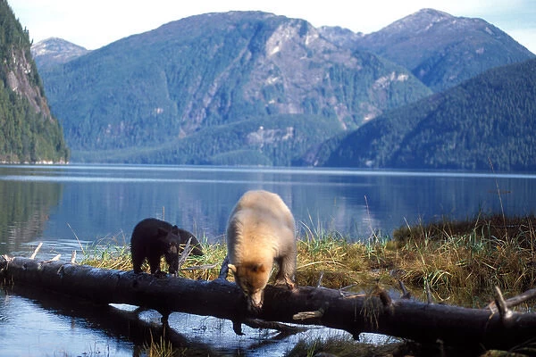 spirit bear, kermode, black bear, Ursus americanus, sow with cubs looking for salmon