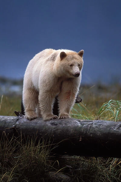 spirit bear, kermode, black bear, Ursus americanus, sow with cub walking along a