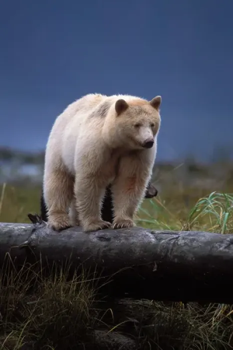 Framed Print : spirit bear, kermode, black bear, Ursus americanus, sow with cub walking along a Framed Print : spirit bear, kermode, black bear, Ursus americanus, sow with cub walking along a