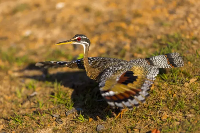 Framed Print : A Splendid Sunbittern (Eurypyga helias) spreads its wings along the bank of a river in the Brazilian Pantanal Framed Print : A Splendid Sunbittern (Eurypyga helias) spreads its wings along the bank of a river in the Brazilian Pantanal