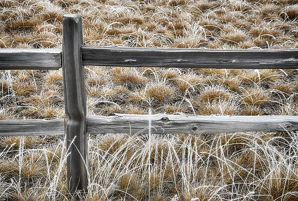 Split rail fence and wild rye in hoar frost, Bend, Oregon