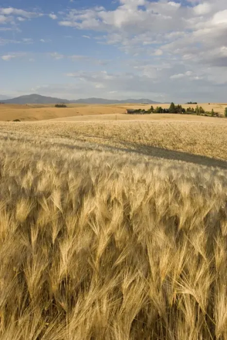 Framed Print : Spokane County, field of 6 Row Barley ripening in the afternoon sun