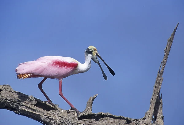 05. Spoonbill Perched on Snag