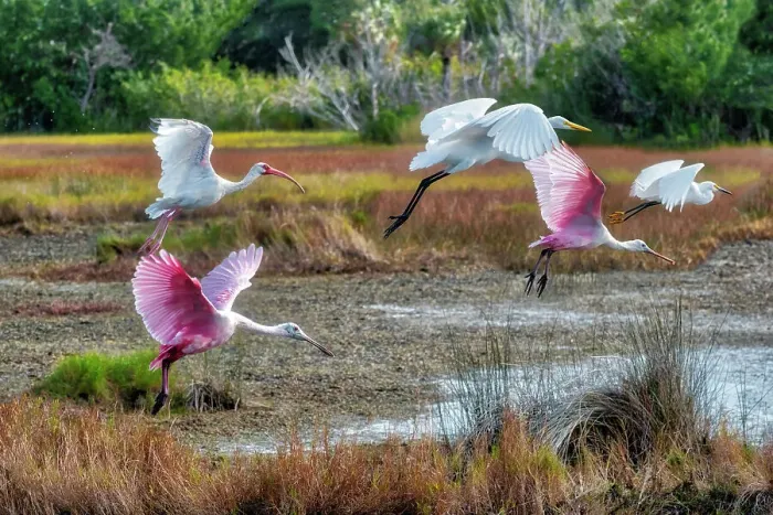 Framed Print : Spoonbills, Ibis and egrets in flight