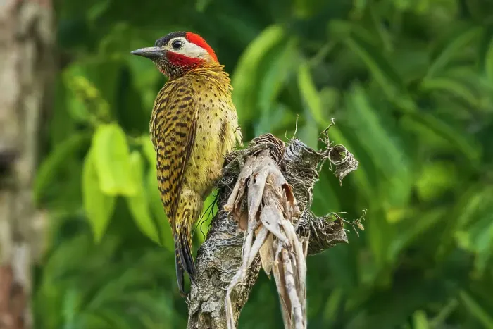 Framed Print : Spot-breasted woodpecker pause for a moment while foraging old snag, central Peru