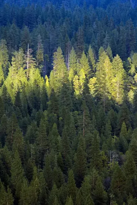 Framed Print : A spotlight of sun on the forest with in Yosemite Valley, California