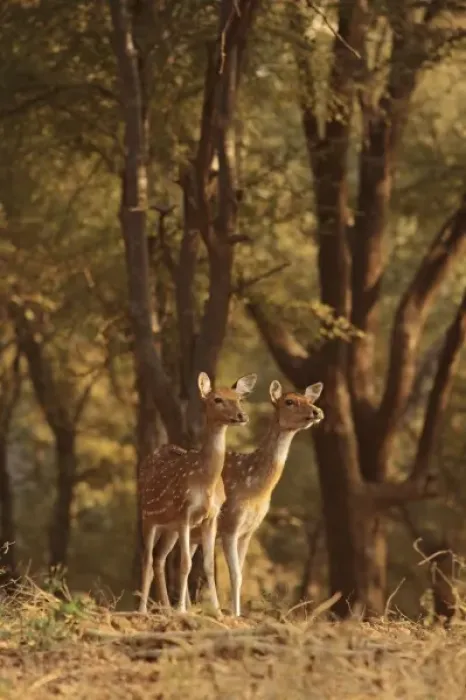 Framed Print : Spotted Deers watching Tiger, Ranthambhor National Park, India Framed Print : Spotted Deers watching Tiger, Ranthambhor National Park, India