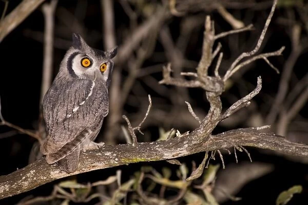 Spotted Eagle Owl (Bubo africanus) on night drive, Arathusa Safari Lodge, Sabi Sand Reserve