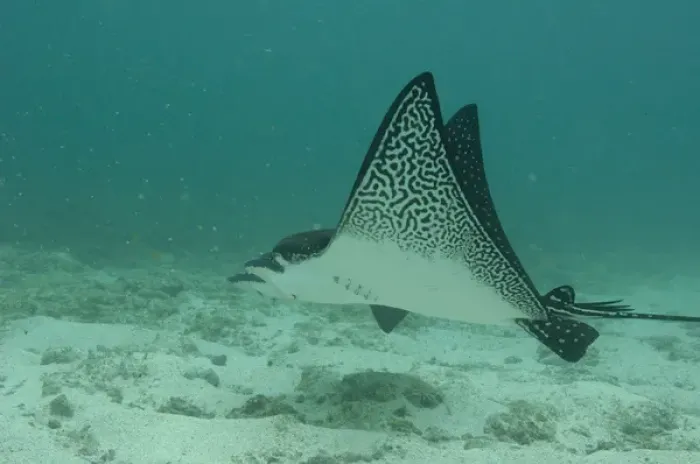 Framed Print : Spotted Eagle Ray (Aetobatus narinari) off of Darwin Island north Galapagos Archepelago Framed Print : Spotted Eagle Ray (Aetobatus narinari) off of Darwin Island north Galapagos Archepelago