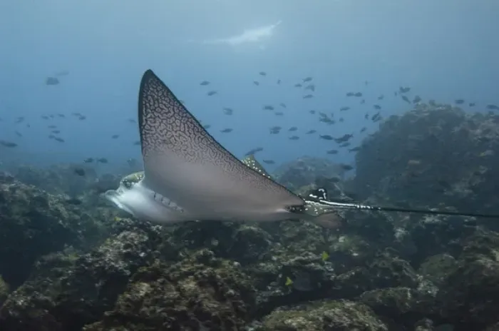 Framed Print : Spotted Eagle Ray (Aetobatus narinari) off of Darwin Island north Galapagos Archepelago
