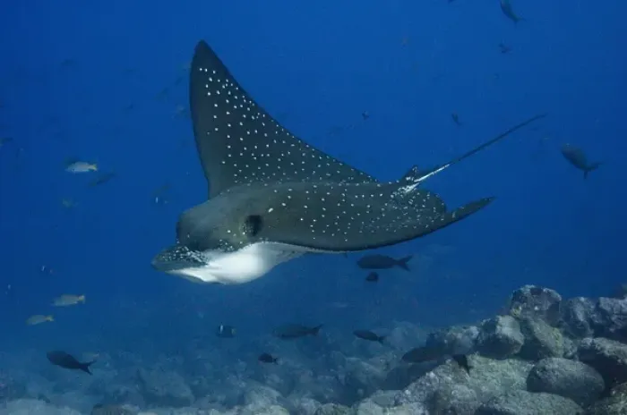 Framed Print : Spotted Eagle Ray (Aetobatus narinari) off of Darwin Island north Galapagos Archepelago Framed Print : Spotted Eagle Ray (Aetobatus narinari) off of Darwin Island north Galapagos Archepelago