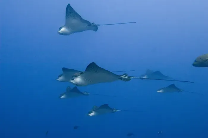 Framed Print : Spotted Eagle Ray (Aetobatus narinari) off of Darwin Island north Galapagos Archepelago Framed Print : Spotted Eagle Ray (Aetobatus narinari) off of Darwin Island north Galapagos Archepelago