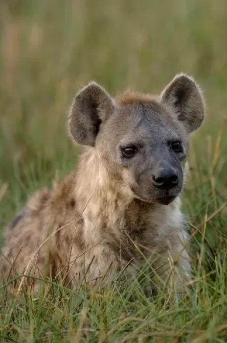 Framed Print : Spotted hyena (Crocuta crocuta) Mombo area, Chiefs Island. Okavango Delta. BOTSWANA