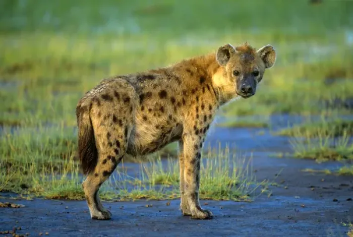 Framed Print : A spotted hyena in the Ngorongoro Crater, East Africa Framed Print : A spotted hyena in the Ngorongoro Crater, East Africa