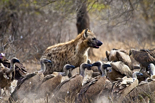 Spotted hyenas (Crocuta crocuta) and vultures (Gyps africanus) scavenging on a carcass