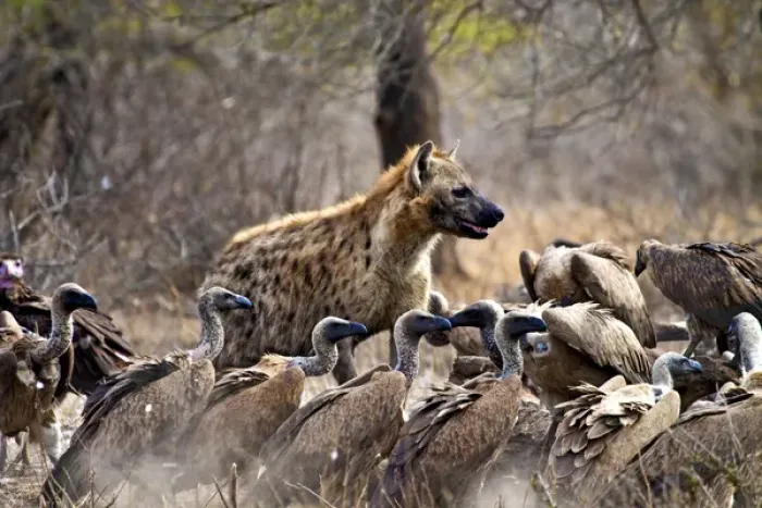 Framed Print : Spotted hyenas (Crocuta crocuta) and vultures (Gyps africanus) scavenging on a carcass