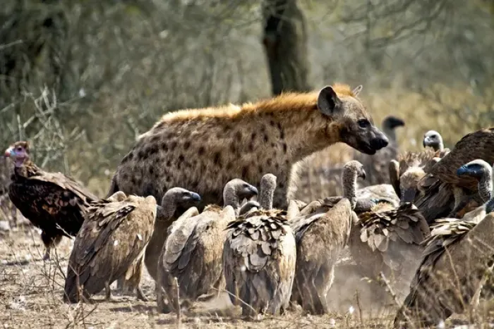 Framed Print : Spotted hyenas (Crocuta crocuta) and vultures scavenging on a carcass in Kruger National Park Framed Print : Spotted hyenas (Crocuta crocuta) and vultures scavenging on a carcass in Kruger National Park