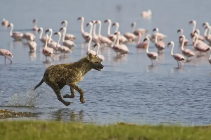 Framed Print : Spotted Hyenas hunting Lesser Flamingoes at Lake Nakuru NP, Kenya