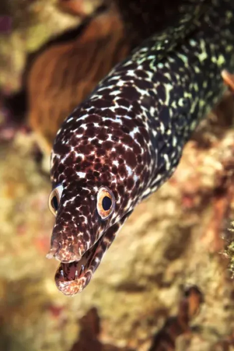 Framed Print : Spotted moray eel portrait, off Bonaire, N. A