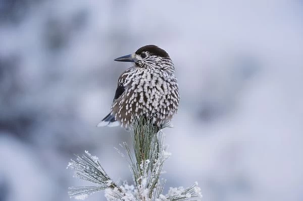 Spotted Nutcracker (Nucifraga caryocatactes), adult perched on frost covered Swiss