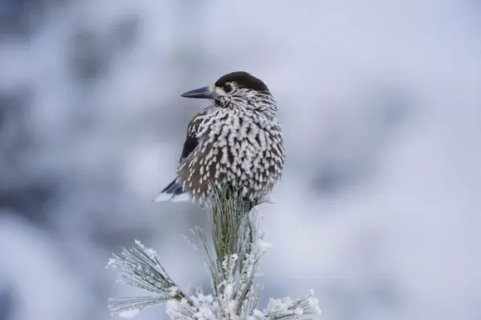 Framed Print : Spotted Nutcracker (Nucifraga caryocatactes), adult perched on frost covered Swiss Framed Print : Spotted Nutcracker (Nucifraga caryocatactes), adult perched on frost covered Swiss