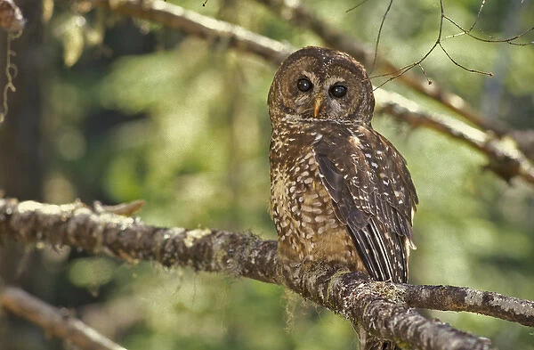 Spotted Owl in Mt. Hood Forest, Oregon, USA