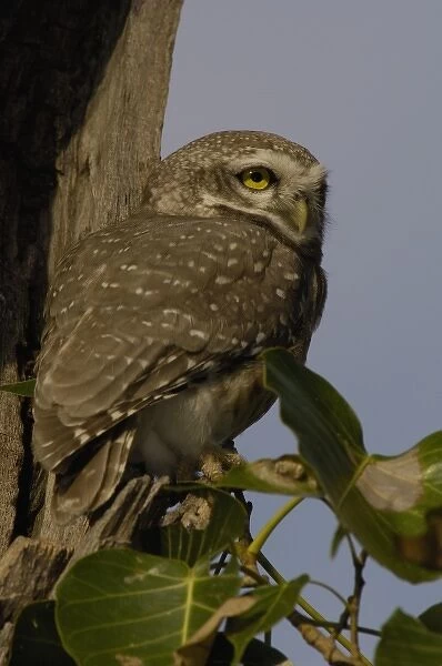 Spotted Owlet (Athene brama). Bharatpur National Park or Keoladeo Ghana Sanctuary