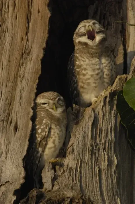 Framed Print : Spotted Owlets (Athene brama). Bharatpur National Park or Keoladeo Ghana Sanctuary Framed Print : Spotted Owlets (Athene brama). Bharatpur National Park or Keoladeo Ghana Sanctuary