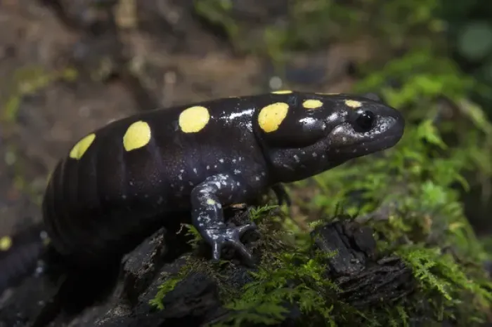 Framed Print : Spotted Salamander (Ambystoma maculatum) CAPTIVE. The Orianne Indigo Snake Preserve, Telfair County