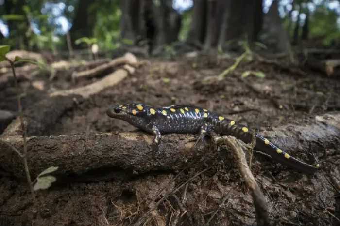Framed Print : Spotted Salamander (Ambystoma maculatum) CAPTIVE. The Orianne Indigo Snake Preserve, Telfair County Framed Print : Spotted Salamander (Ambystoma maculatum) CAPTIVE. The Orianne Indigo Snake Preserve, Telfair County