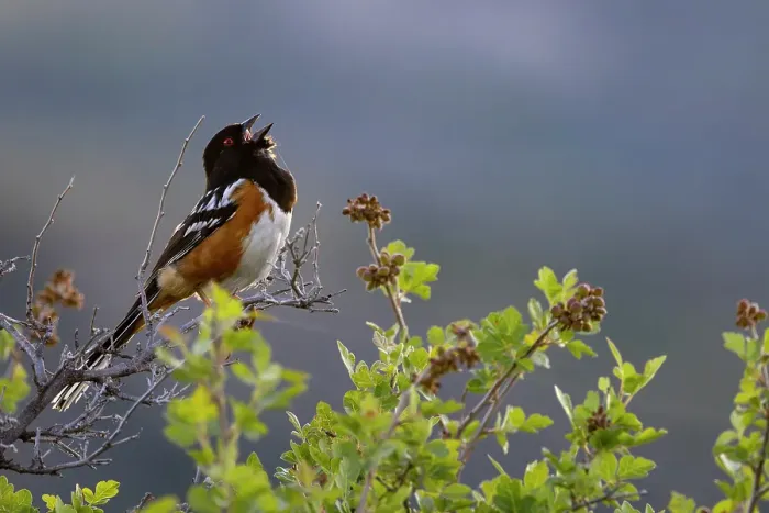 Framed Print : Spotted towhee singing in Theodore Roosevelt National Park, North Dakota, USA. (Editorial Use Only)