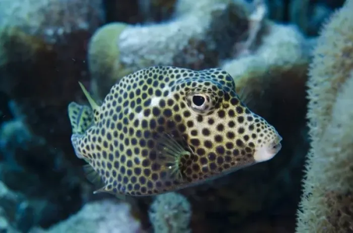 Framed Print : Spotted Trunkfish (Lactophrys bicaudalis), Bonaire, Netherlands Antilles, Caribbean Framed Print : Spotted Trunkfish (Lactophrys bicaudalis), Bonaire, Netherlands Antilles, Caribbean