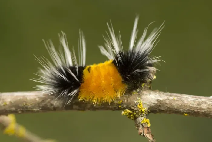 Framed Print : Spotted tussock moth caterpillar, Lophocampa maculata, British Columbia Framed Print : Spotted tussock moth caterpillar, Lophocampa maculata, British Columbia