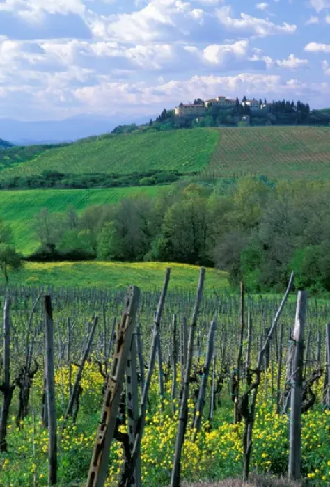 Framed Print : A sprawling vineyard in the rolling hills of Tuscany, Italy Framed Print : A sprawling vineyard in the rolling hills of Tuscany, Italy