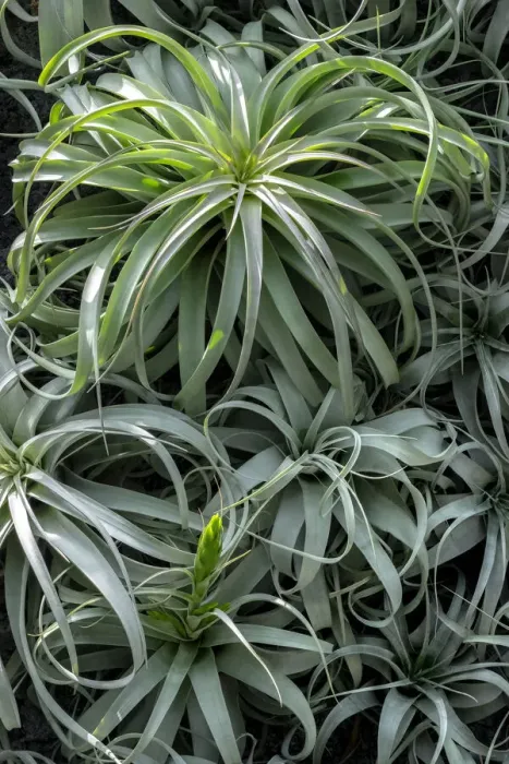 Framed Print : Spreading Airplant Framed Print : Spreading Airplant